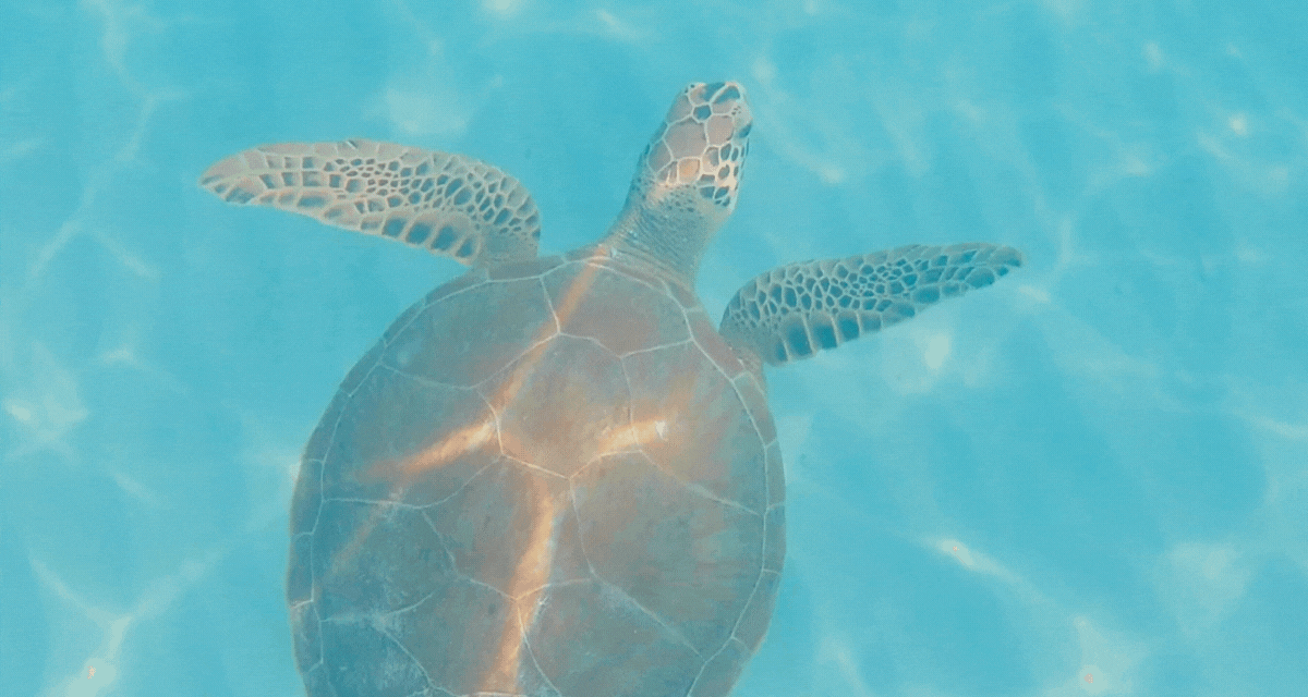 Snorkeling the Caribbean (1)-1